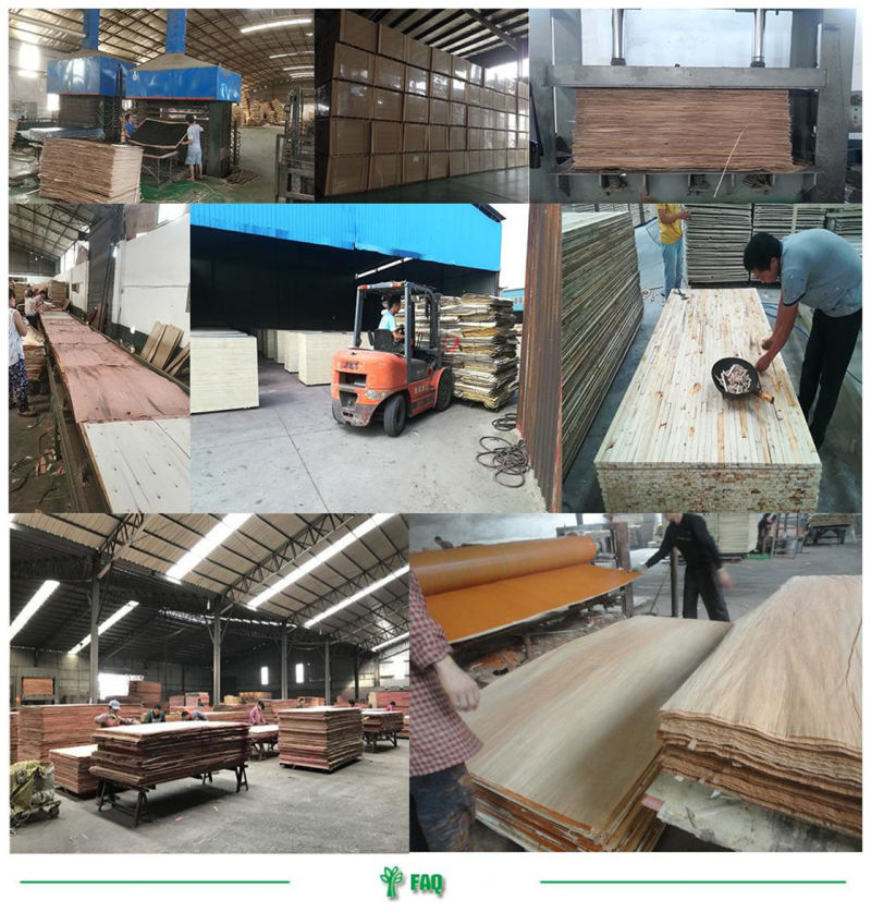 WBP Glue Hot Press Twice Film Faced Plywood/Plywood for Construction