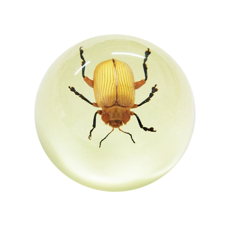 Customized Artificial Insect Inside Transparent Resin Glass Crystal Paper Weight