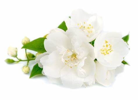 Organic Natural Jasmine Oil for Perfume Industry at Favorable Price