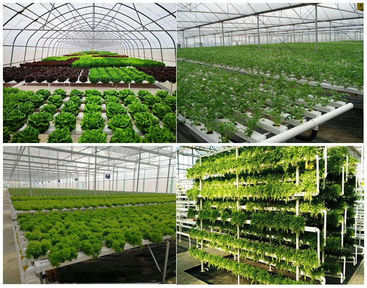 Growth Trough in Nft Hydroponics System/Vertical Farm/Soilless Culture