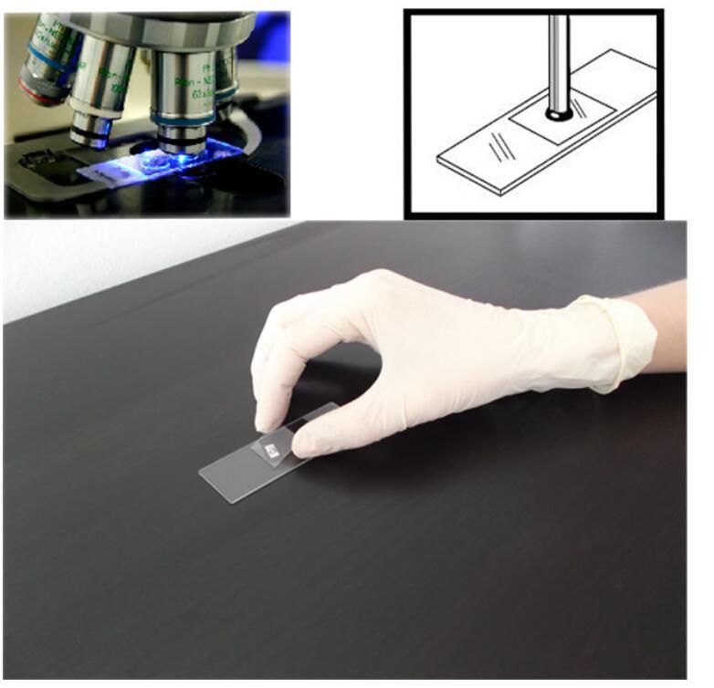High Quality Laboratory Biology Microscope Glass Slides