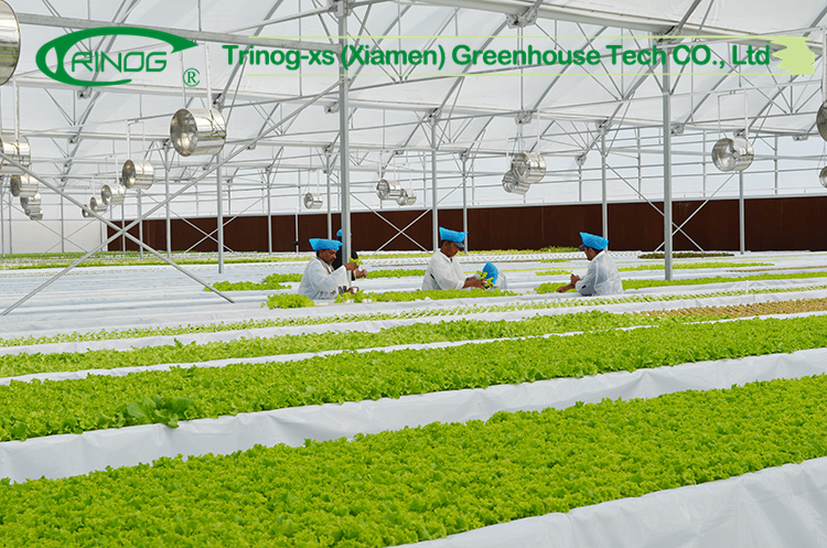 Cultivation Hydroponics System Greenhouse Covering Films for Plant Growth