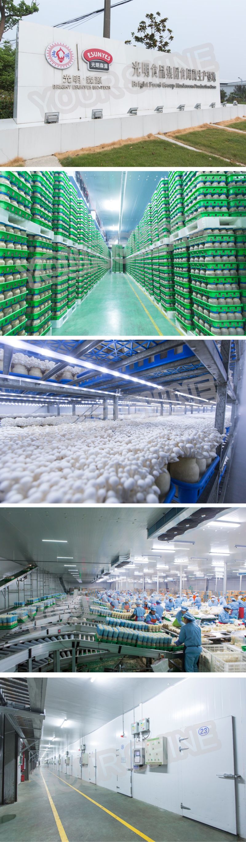 Changzhou Yourshine 100mm Insulated PU Polyurethane Cold Room Panels