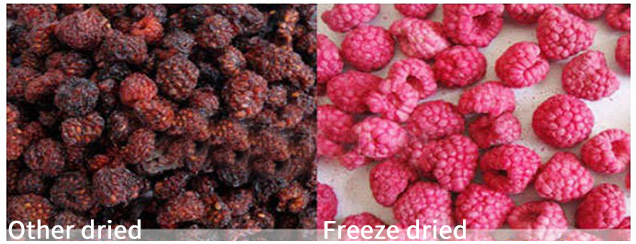 Freeze Dried Camel Milk Powder Lyophilizer Freeze Dryer Equipment