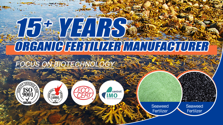 Organic Fertilizer Seaweed Concentrate Liquid Fertilizer Manufacturer