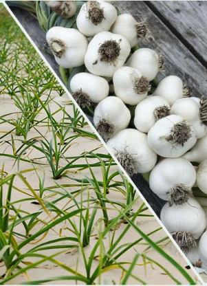 4cm 4.5cm 5cm 500g Per Bag Fresh Pure White Garlic