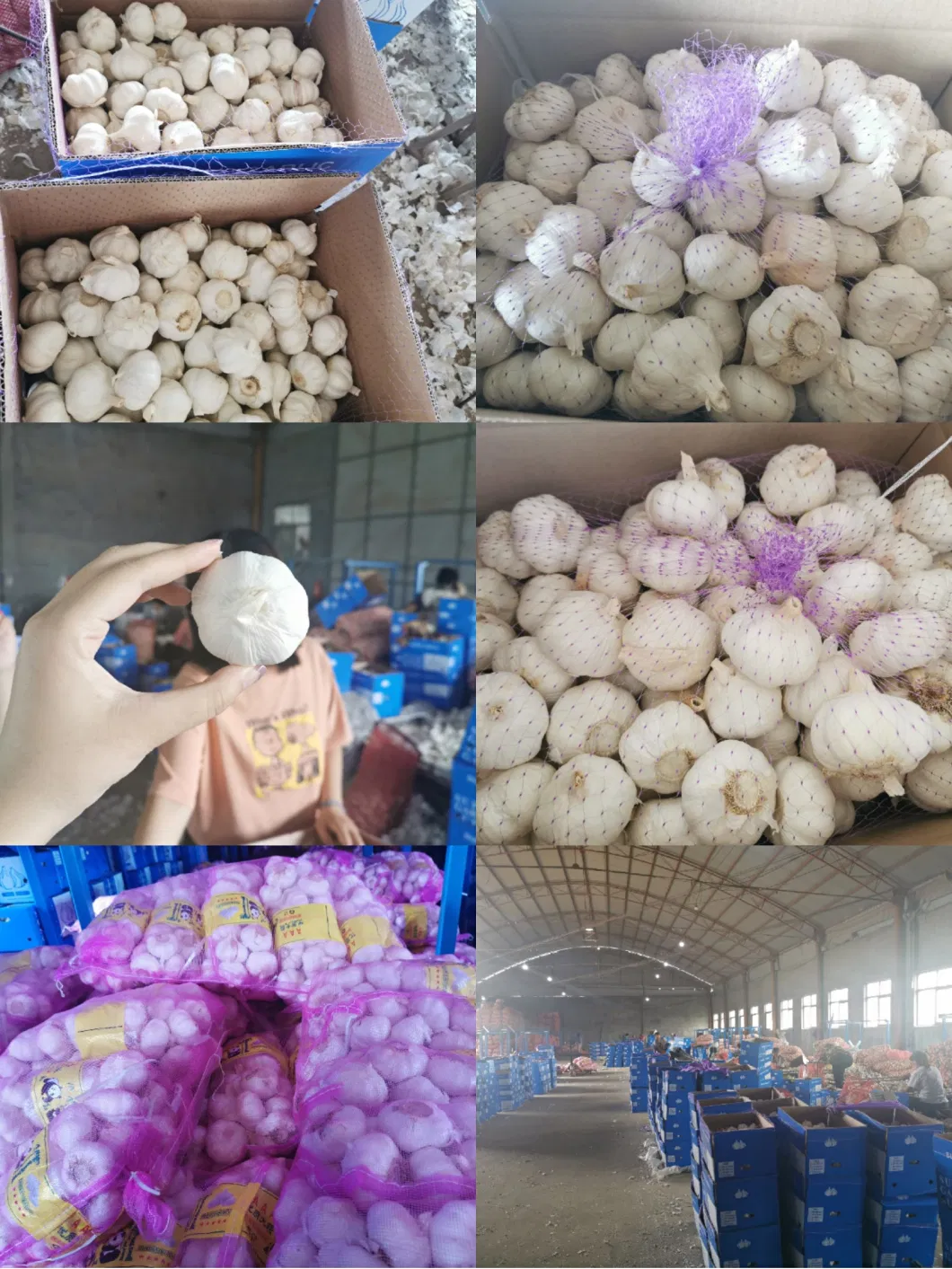China Grown White Garlics Jumbo Bulk Robinson Fresh MOQ 27ton Quick Delivery