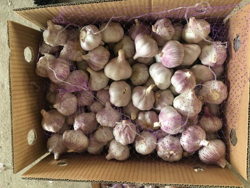 10kg/Carton Normal White Garlic Wholesale