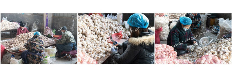500g Per Bag Fresh Normal White Purple Garlic in China