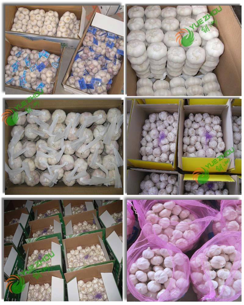 2020 Qualified Fresh White Garlic Normal White Garlic From China