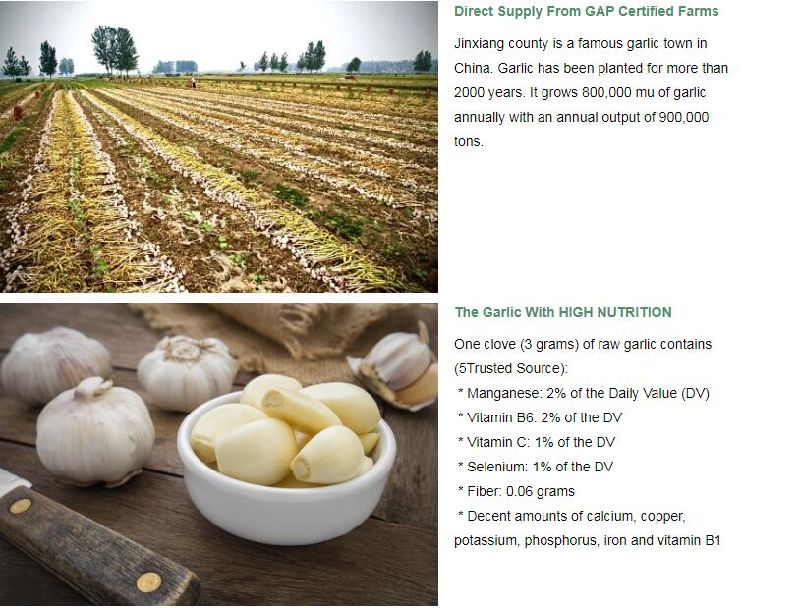 Wholesale Baby Fresh Organic White Garlic with Lower Price