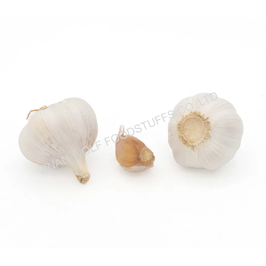 Pure White Super White Fresh Garlic From Jinxiang China