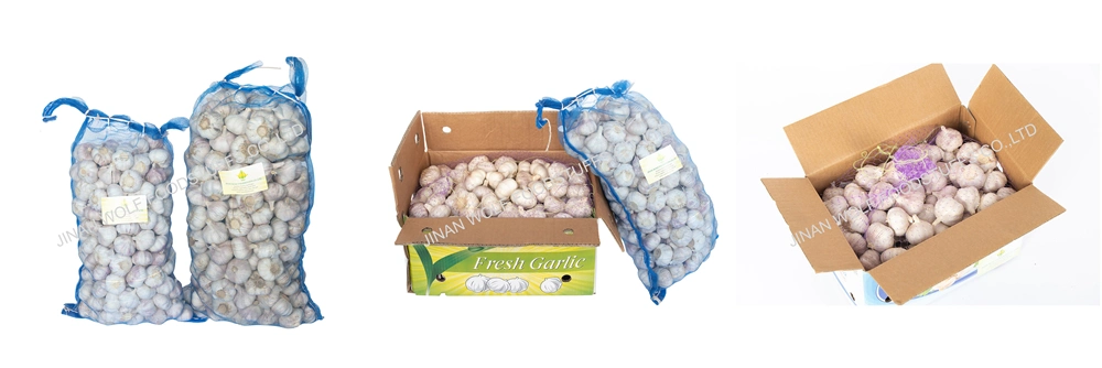 1kg*10 Bag 500g Per Bag Fresh Super White Garlic