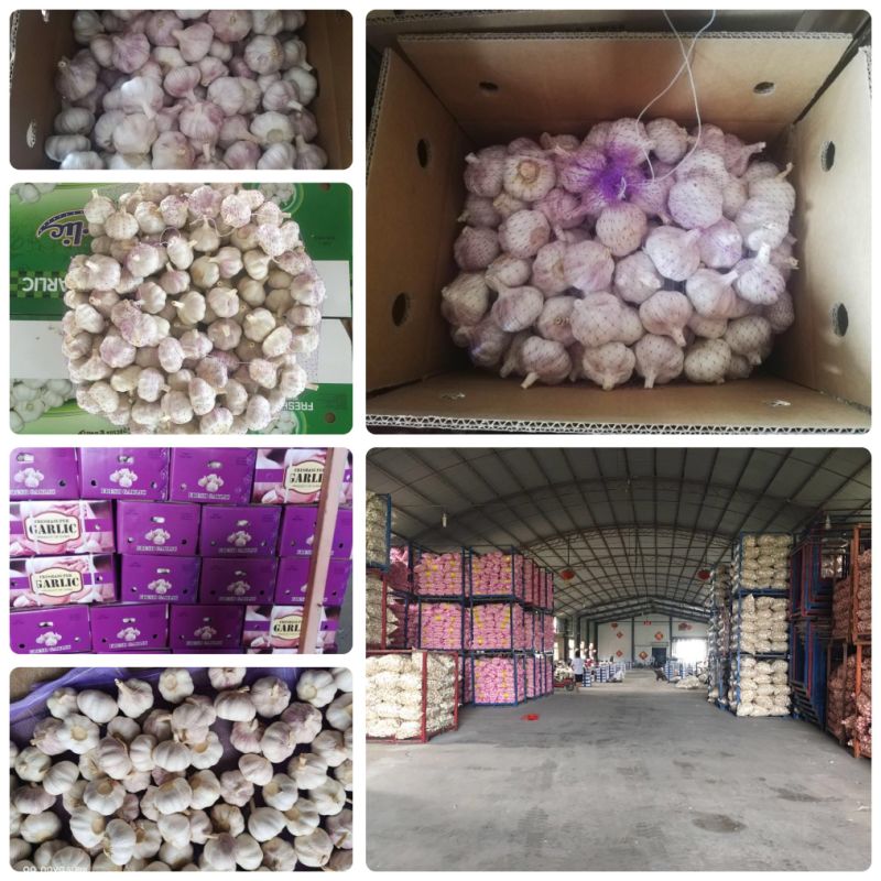 10kg/Carton Normal White Garlic Wholesale