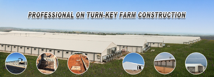 Poultry Farm Shed with Customized Design in South Asian