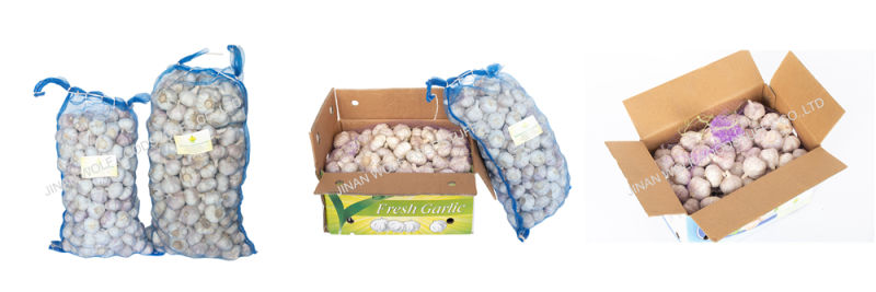 8p/9p/10p 500g Per Bag Fresh Pure White Garlic