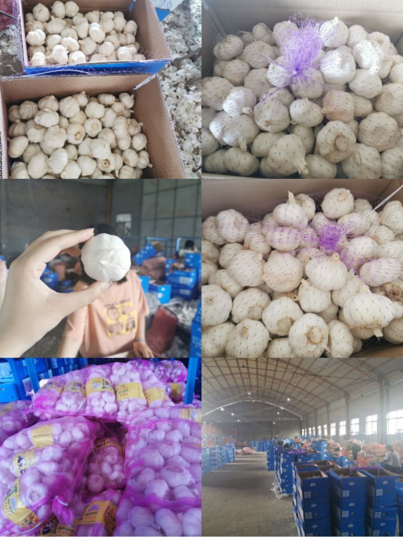 Top Quality of 5.0-5.5, 6.0 Fresh Normal White Garlic with Lower Price