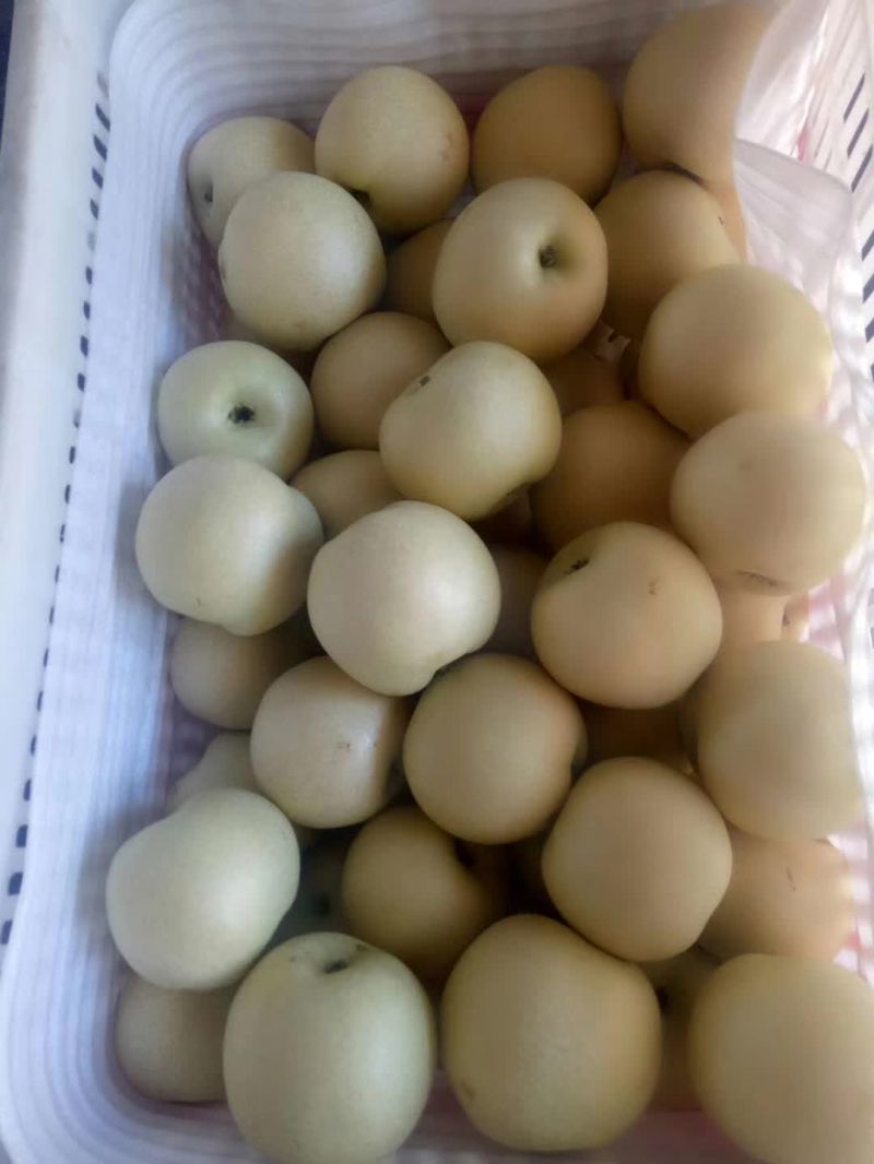2019 Newest Fresh Chinese Pear