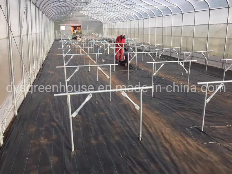 Low Cost Greenhouse/PE Plastic Film Poly House Agriculture Greenhouse