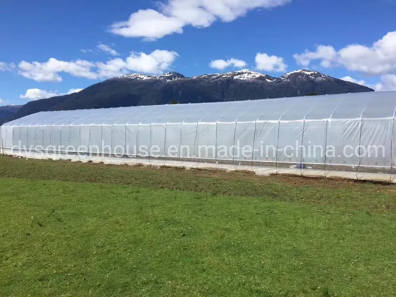 Low Cost Greenhouse/PE Plastic Film Poly House Agriculture Greenhouse