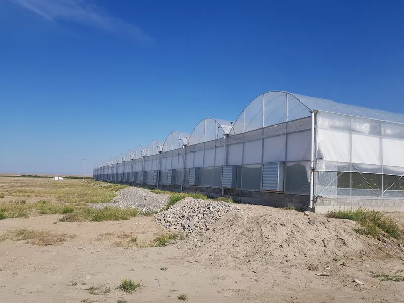 Low Cost Commercial Plastic Cucumber Film Tunnel Greenhouse with Hydroponic