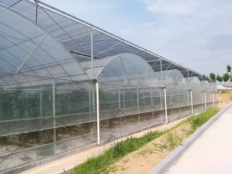 Low Cost Commercial Plastic Cucumber Film Tunnel Greenhouse with Hydroponic