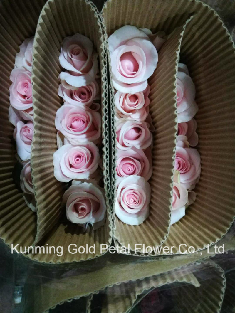 Wholsales Wonderful Gifts Fresh Cut Flower Rose Pink Snowmountain Rose