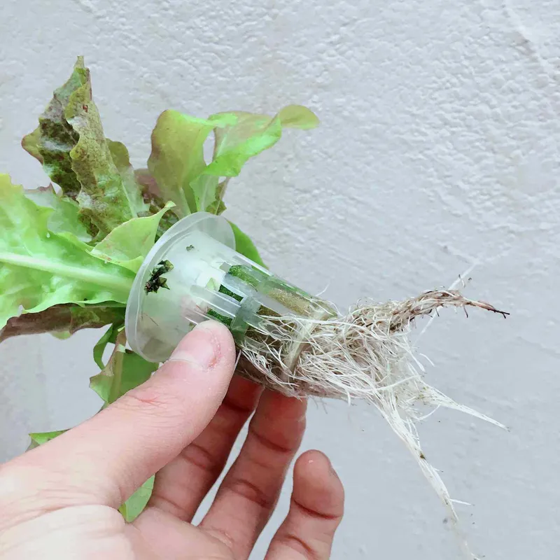 Indoor Garden Hydroponic Grow System