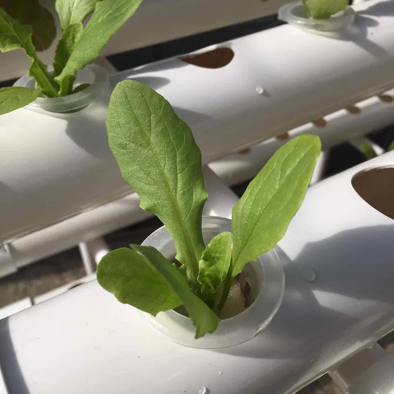 Indoor Garden Hydroponic Grow System