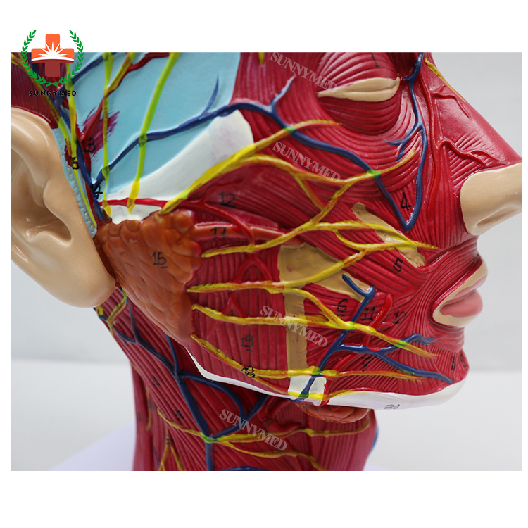 Sy-N027 Human Facial Shallow Muscle Neurovascular Medical Anatomy Model