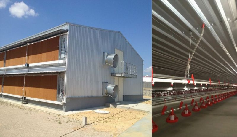 Prefabricate Steel Structure Poultry House Poultry Farm with Automatic Equipment
