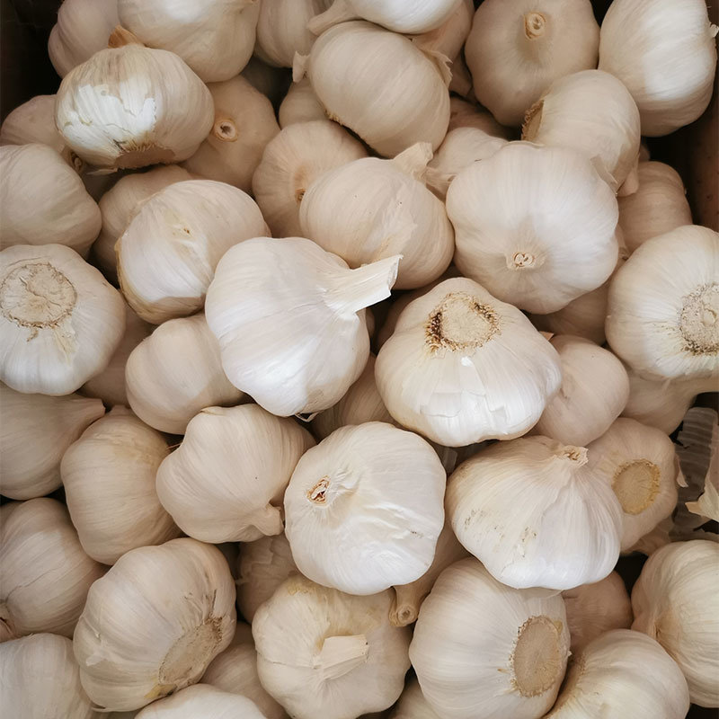 2020 White Fresh Garlic/Alho/Ail/Ajo