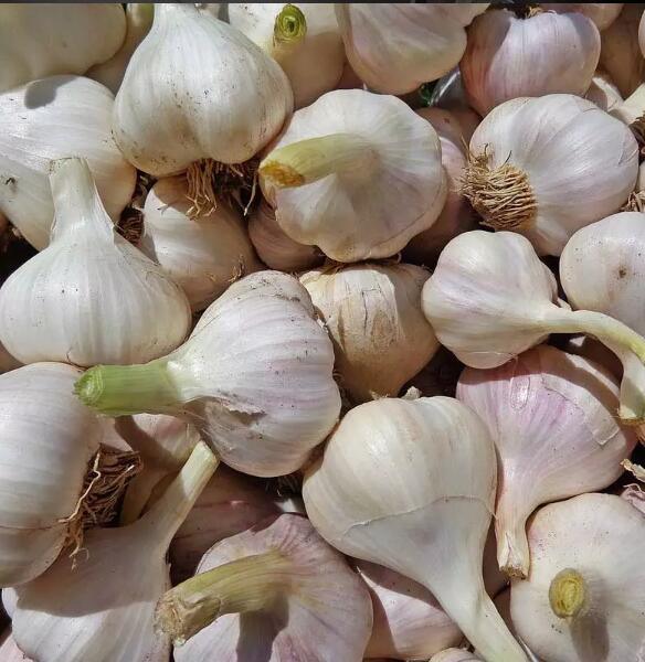2020 Normal White Purple Fresh Garlic/Alho/Ail/Ajo