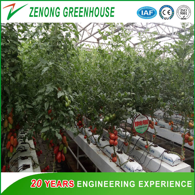 Tunnel Type Film Green House with Shading Net for Soil-Less Culture
