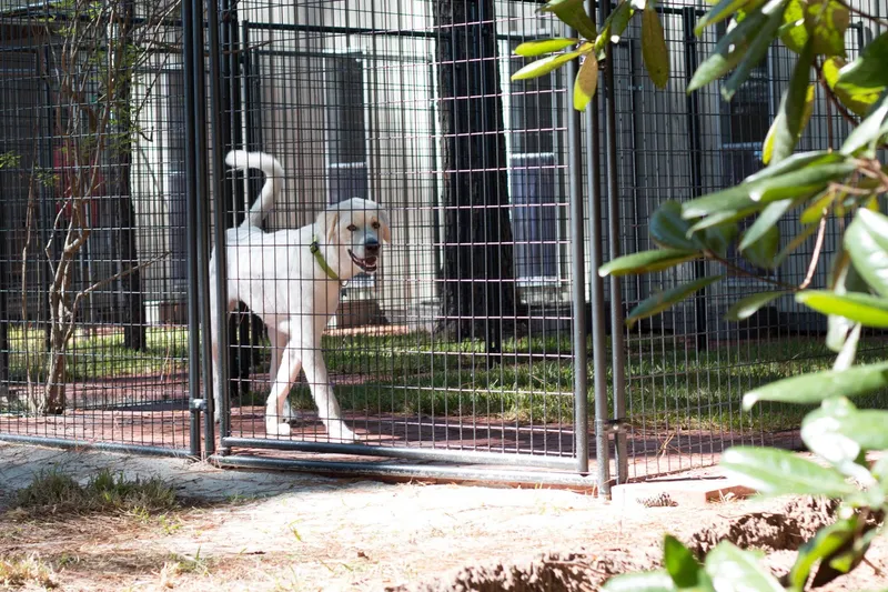 Custom Dog Boarding Kennel for Dog Suites