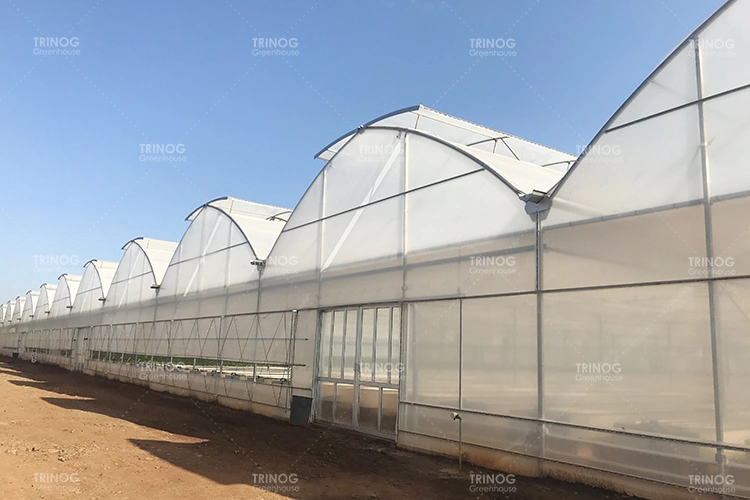 Modern multi-span high tunnel plastic film/ glass/ polycarbonate hydroponnics greenhouse for agriculture