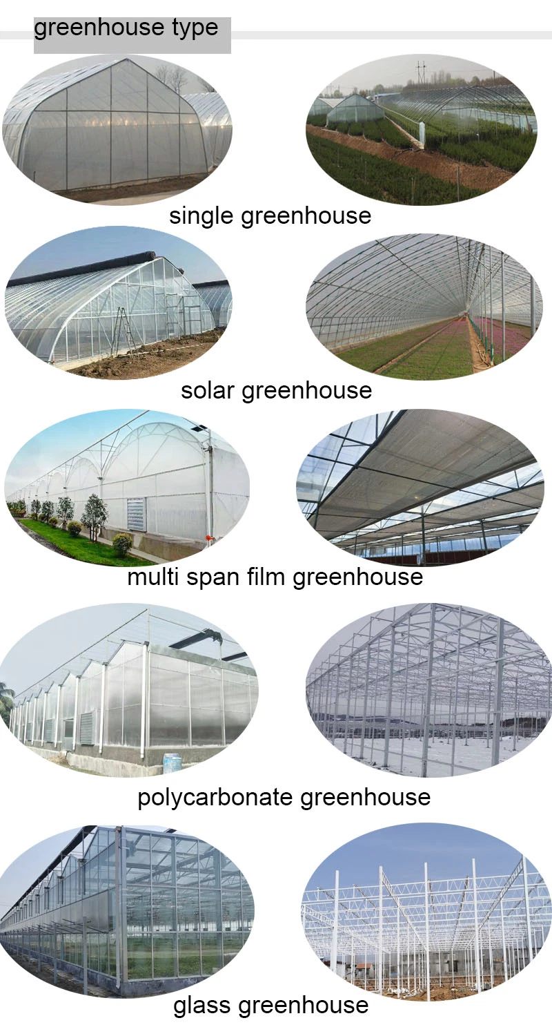 Top Film and Side Polycarbonate Greenhouse for Agriculture