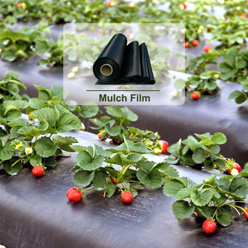 Black Mulch Plastic Film Roll Mulching Film for Agriculture