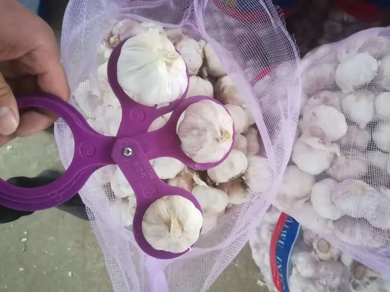 2019 New Crop China Normal White/Pure White Fresh Garlic