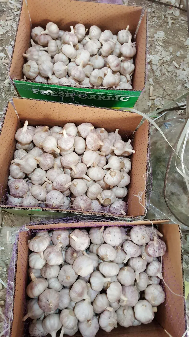 2019 New Crop China Normal White/Pure White Fresh Garlic