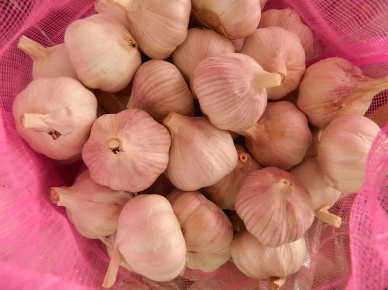 Certified Gap/ Kosher/ Halal White Fresh Garlic, White Garlic