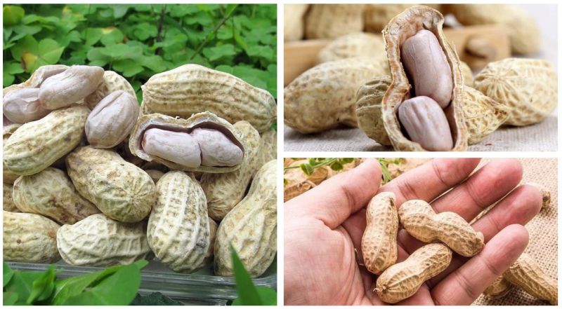 Suppliers of Chinese Milk Taste Roasted Peanut in Shell Craftsmanship