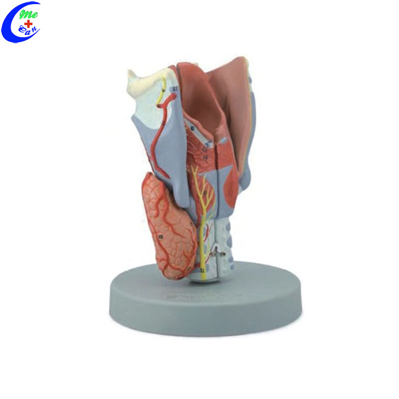 3D Anatomy Teaching Tools Respiratory Models for Students