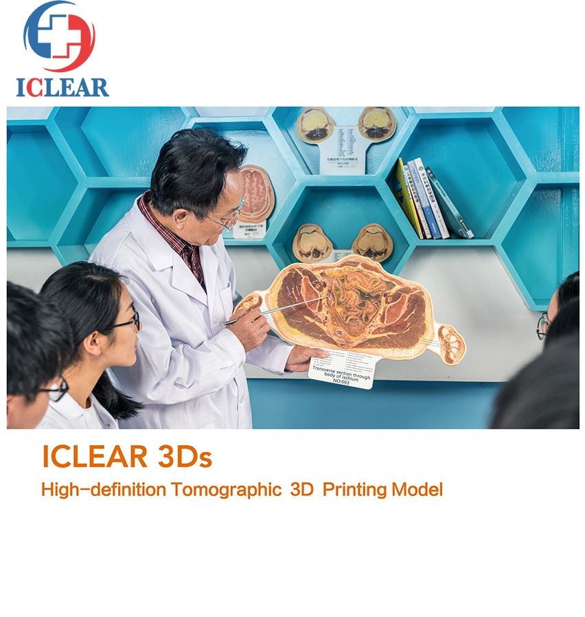 Medical Education Continuous Sectional Human Body Tomographic Visible 3D Printing Models