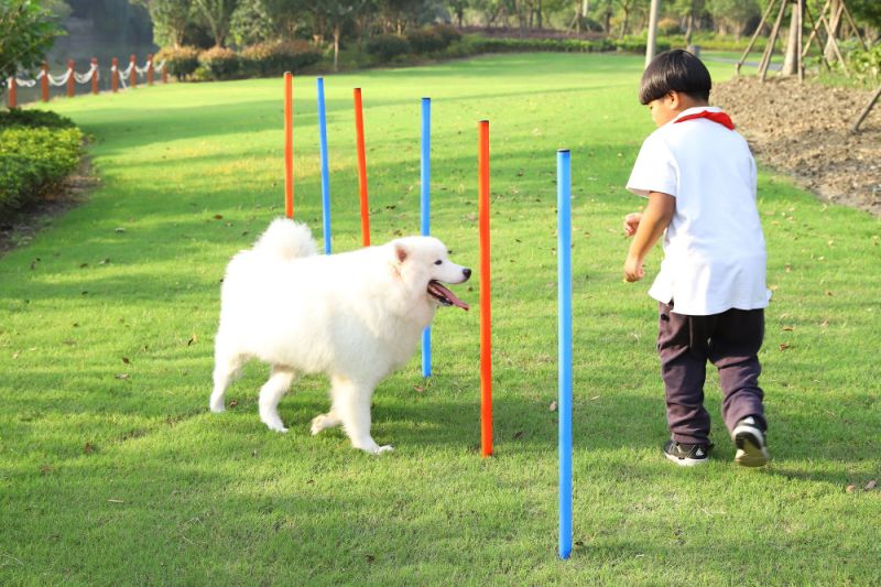 New Pet Product Dog Hurdle Outdoor Game