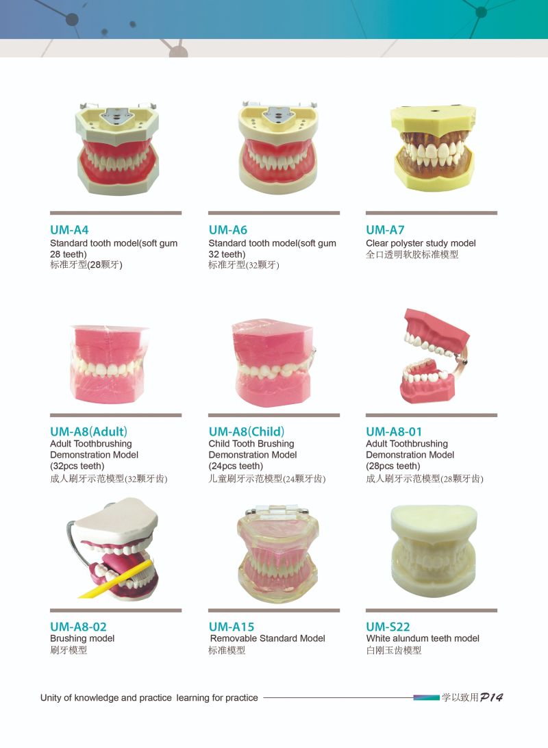 2021 Dental Human Teeth Models Teaching Models