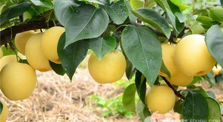 Fresh Crop Excellent Grade Golden Crown Pears