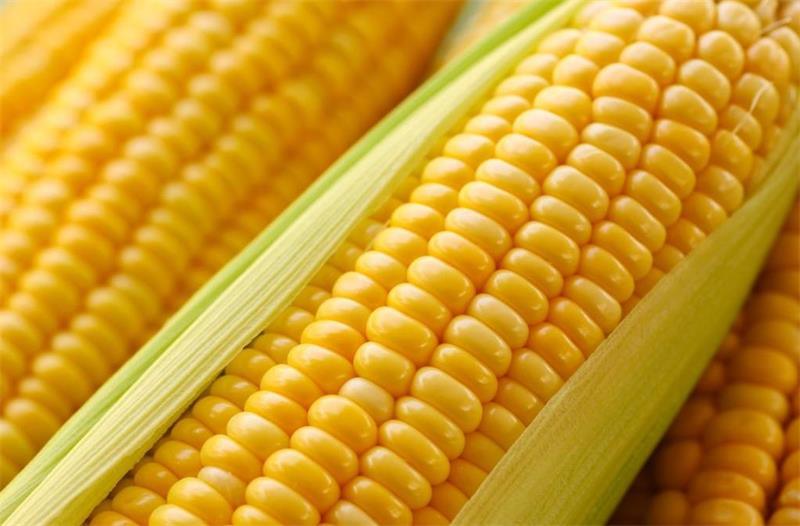 2020 Wholesale Best Biodegradable Eco-Friendly Zero Waste Corn Dental Floss