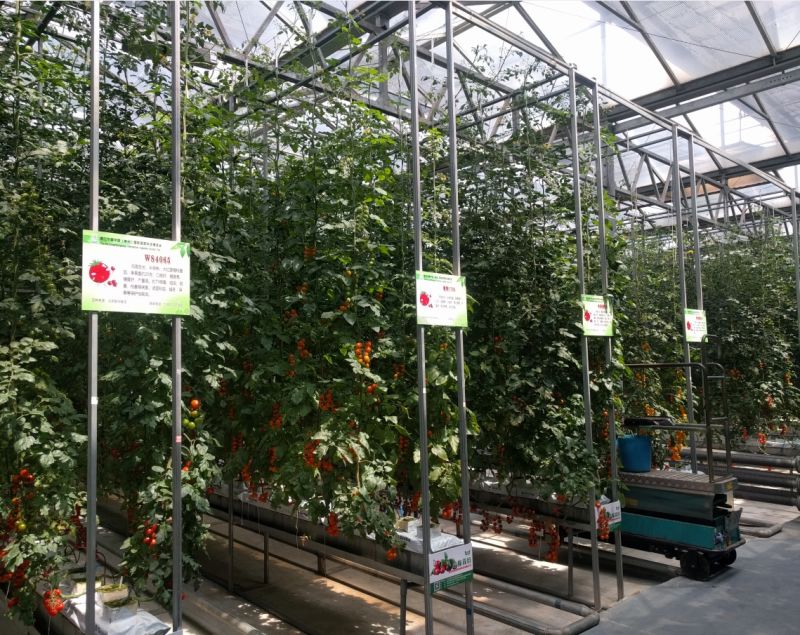 Greenhouse for Tomatoes, Green Beans, Green Peppers, Strawberries, Pumpkins, Chillies, Melons, Sweetcorn etc