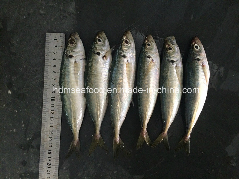 New Round Scad Fish (14-18cm)